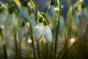 雪滴花绽放的清新瞬间