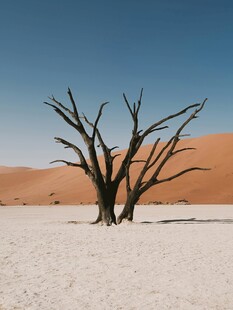 沙漠中枯树立于白沙之上