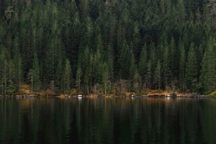 宁静湖畔茂密森林景观
