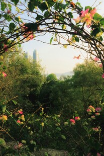 繁花簇拥的自然景致