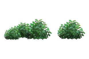 三株绿色灌木植物