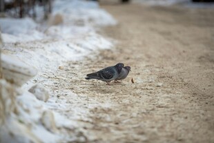 雪地中的小鸟