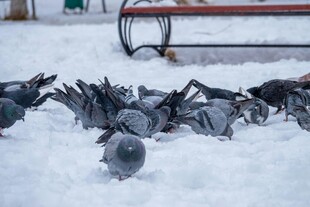 雪地上的鸽群