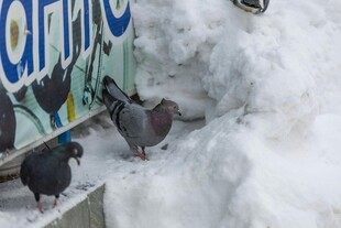 雪地中的鸽子与彩色标牌