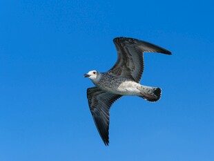 蓝天中翱翔的海鸥