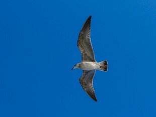 蓝天中翱翔的海鸥