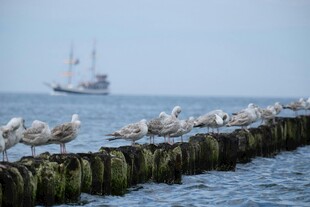 海边木桩上的群栖海鸥