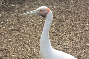 优雅白鹳特写