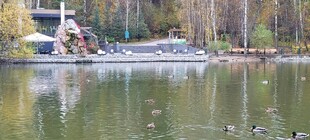 湖畔秋景 鸭子悠 