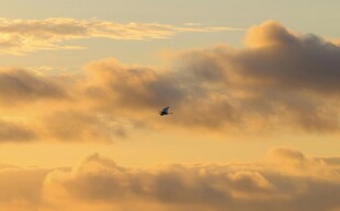 夕阳下飞鸟翱翔于天际