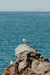 岩石上的海鸥