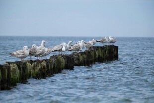 海鸟栖息于海边木桩