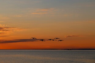 夕阳下飞鸟掠过广阔水面