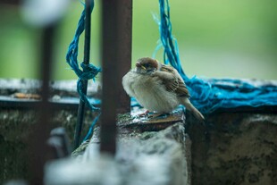 窗边小鸟