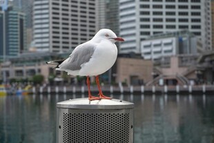 城市水边的栖息海鸥