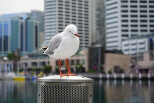 城市海鸥立于金属桩头