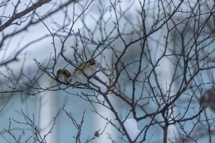 枝头双鸟栖于光秃树枝