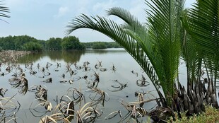 湖畔水生植物景观