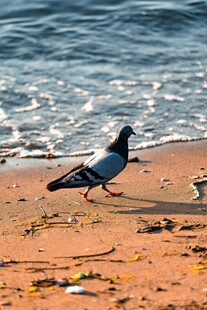 沙滩上漫步的海鸥
