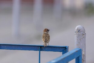 小鸟立于蓝色栏杆上