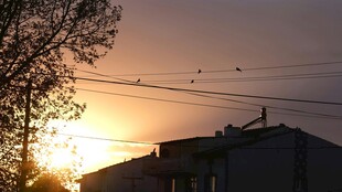 夕阳下的建筑与树木
