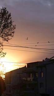 夕阳下的建筑与树木