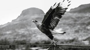 展翅雄鹰于山水间