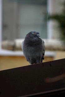 窗边小鸟
