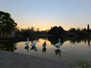 湖畔天鹅伴夕阳美景