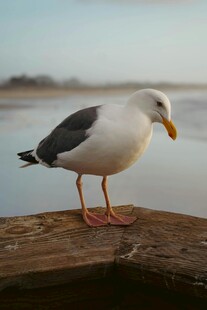 木上静立海鸥