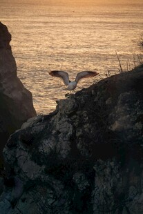 夕阳下海鸥翱翔于礁石旁