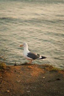 海边岩石上的一只海鸥