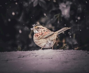 雪中麻雀