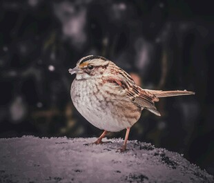 雪地上的小鸟