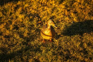 夕阳下漫步的鸭子