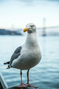 码头边的海鸥