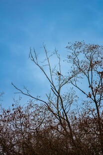 蓝天枯枝景象