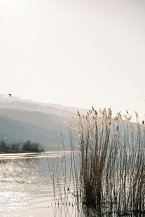 湖畔芦苇 静谧自然之景