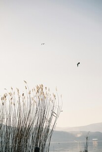 湖畔芦苇与飞鸟的景致