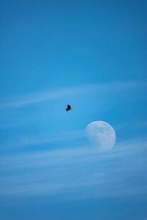 飞鸟伴月的静谧天空