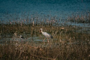 湿地中的鹭鸟