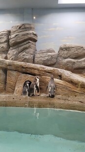  客观赏水族馆假山景观