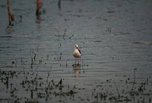 水中孤鸟