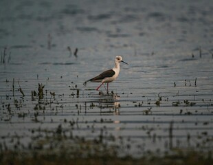 湿地漫步的鸟