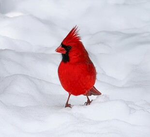 雪地上的红色北美红雀
