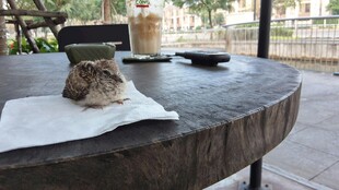 桌上小憩的猫咪