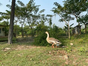 草地上的大白鹅