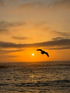 夕阳下飞鸟翱翔于海面