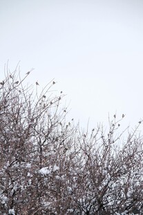 枝头覆雪的萧瑟冬日景象