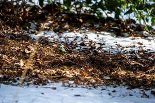 雪覆枯叶 尽显秋冬景致